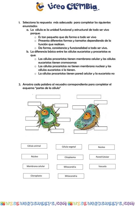 Organización interna de los seres vivos Worksheet Online WiseWorksheets