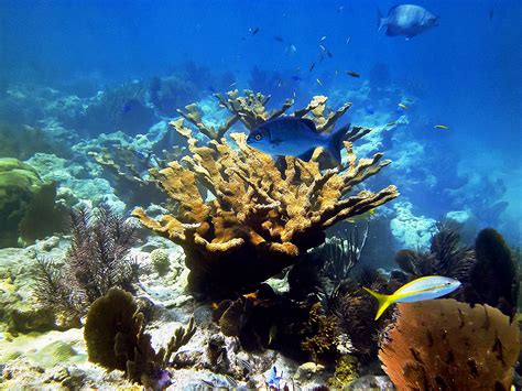 Habitats Florida Keys National Marine Sanctuary Mindovermetal English
