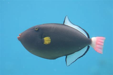 Pink Tail Triggerfish Zoochat