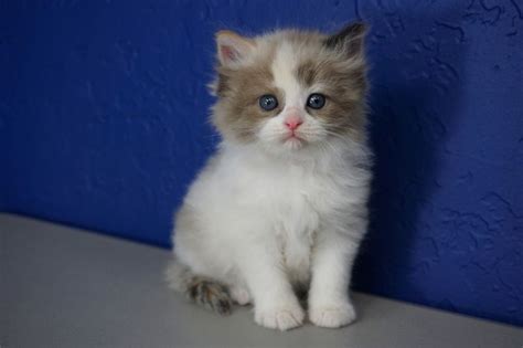 Search our free munchkin cat classifieds ads by owner. Ragdoll Kittens for Sale Near Me | Buy Ragdoll Kitten ...