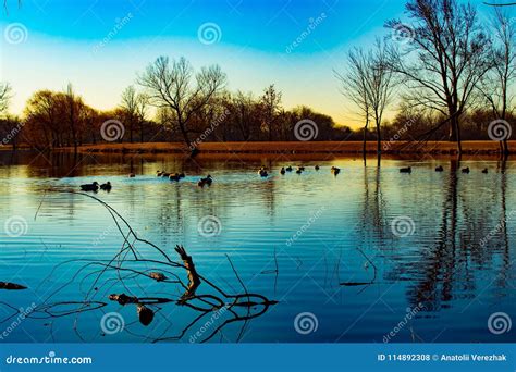 Sunset Landscape With Blue Lake And Ducks Stock Photo Image Of Lake