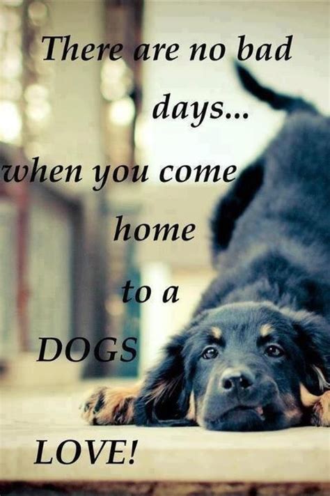 Inspirational unconditional self love quote. unconditional love of a dog... | Dogs: Nic's best friend | Pinterest