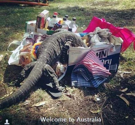 Totally Crazy Things Seen In Australia Photos Klyker