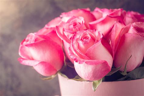 Desktop Hintergrundbilder Rose Rosa Farbe Blüte Großansicht