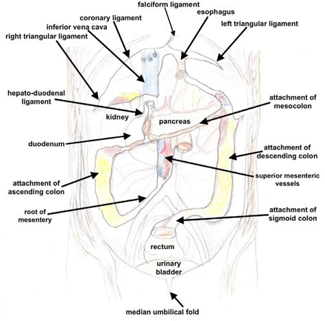 Attachments Of Peritoneum Lesser Abdominal Cavity Or Lesser Sac Or Download Scientific