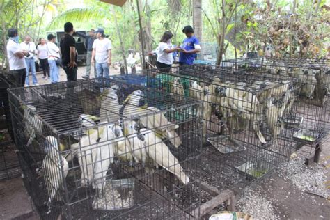 Ph Losing P50b A Year To Illegal Wildlife Trade Inquirer News
