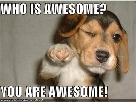 Who Is Awesome You Are Awesome Funny Animal Memes Puppies Funny