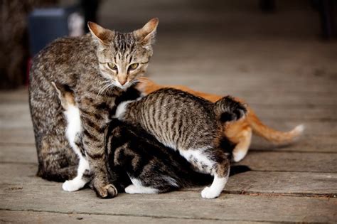 Failure to control breeding of pet cats by spaying and neutering, as well as. 5 Reasons A Mother Cat Might Abandon Or Reject Her Young ...