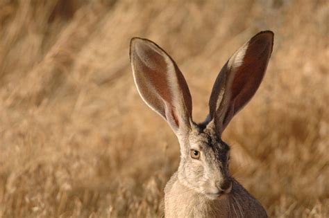 9 Cutest Animals With Gigantic Ears