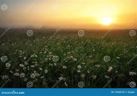 Daisies In The Field Near The Mountains Stock Image Image Of Country
