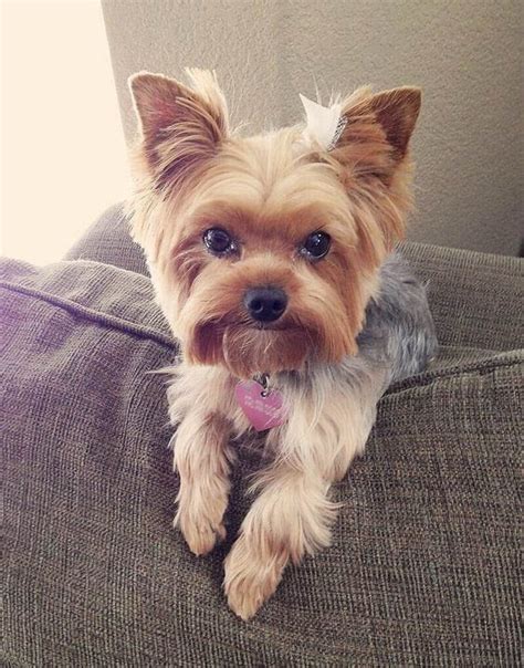 Yorkshires are spunky little dogs with big personalities. Yorkie Haircuts Pictures - Coolest Yorkshire Terrier Haircuts
