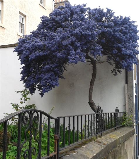 My Favorite Blue Tree Lilac Tree Garden Trees Blue Tree