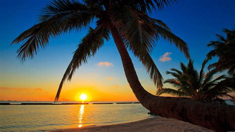 Palms Coconut Sunset Sea Palm Landscape Sand Near 4k Tree