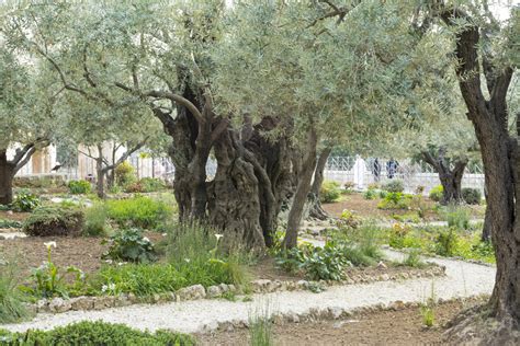 The Garden Of Gethsemane Holy Land Lessons — Believing At Midnight