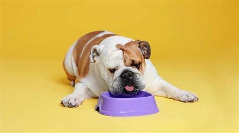 Best Dog Foods For English Bulldogs Puppies Adults And Seniors