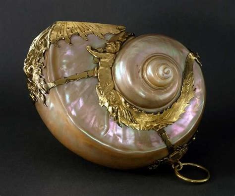 Seashell From 1649 Sea Shells Shell Art Nautilus
