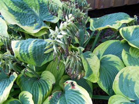 We did not find results for: Growing Hostas From Seed - Art of Natural Living