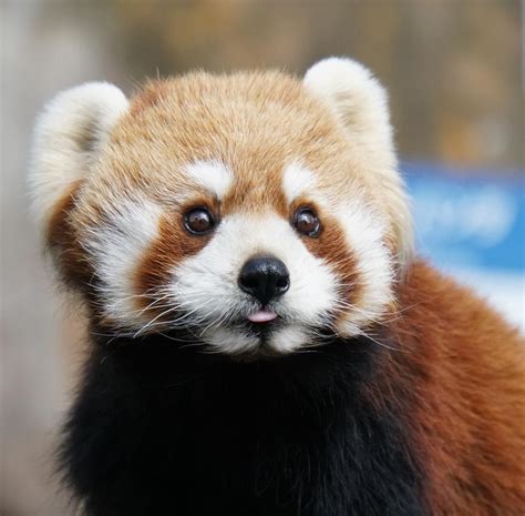 Baby Red Panda Mlem Mlem