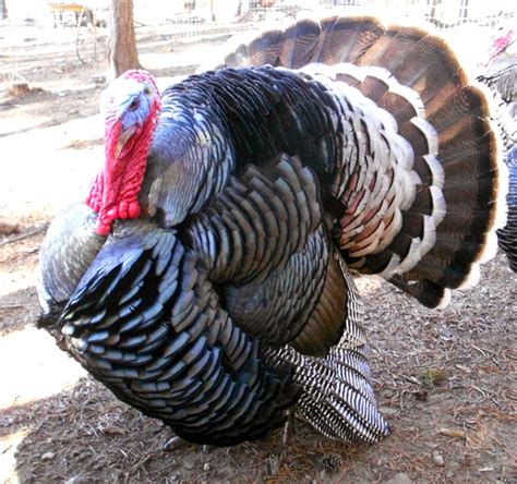 Turkey Breeds Modern Farming Methods