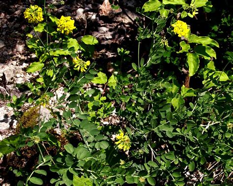 Coronilla Coronata