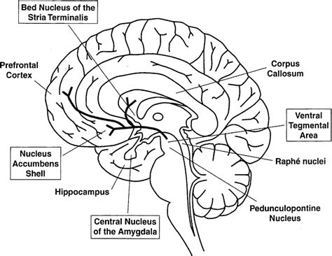 Schematic Drawing Of A Midsagittal View Of The Human Brain Boxed Terms