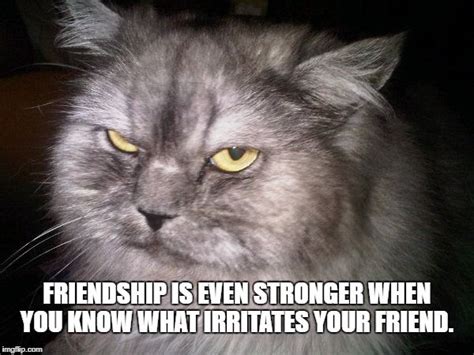 Irritated Cat Meme Generator Imgflip Cat Memes Cats Irritated