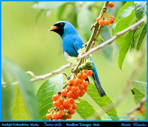 Swallow Tanager Male Tersina Viridis Eating Orange Pico Pico Fruit In A