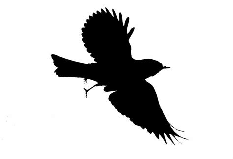 Flying Raven Silhouette At Getdrawings Free Download