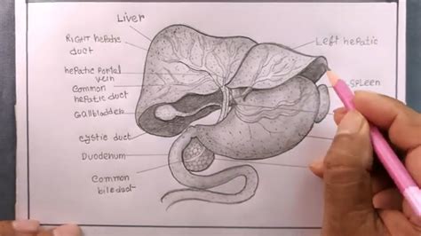 How To Draw Human Liverhuman Liver Diagram Easy Youtube