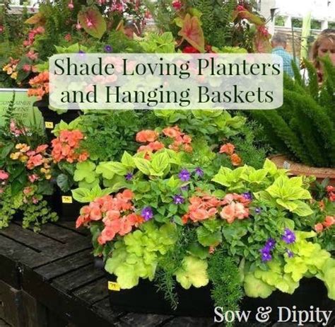 Choosing flowers for hanging baskets. Shade plants for planters and baskets, finally ...