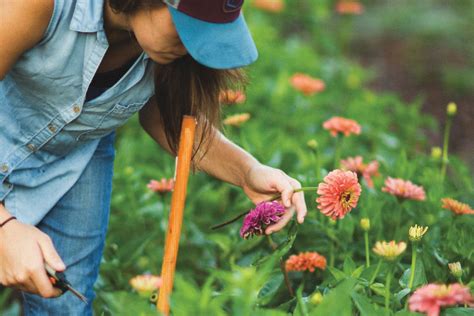 Maybe you would like to learn more about one of these? From Seed to Stem: Local Flower Farmers Share Their ...