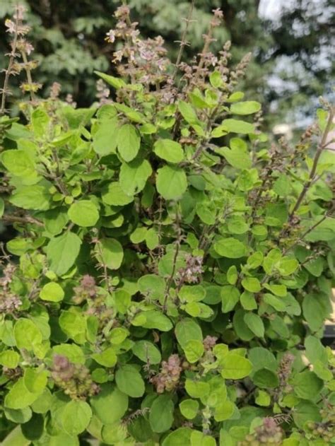 10 Incredible Health Benefits Of Tulsi Leaves