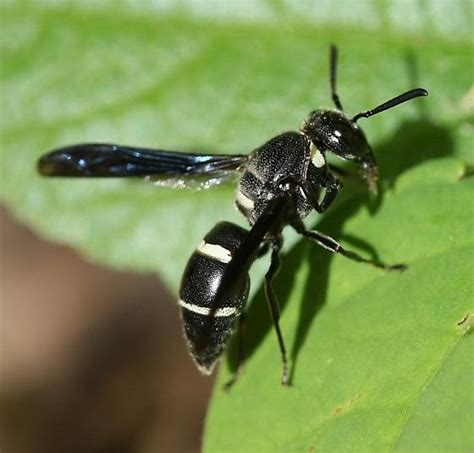 Black And White Wasp Ohio Euodynerus Megaera Bugguidenet