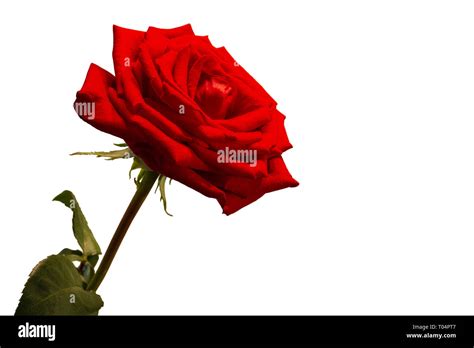 Blooming Red Rose Bud Isolated On White Background Stock Photo Alamy