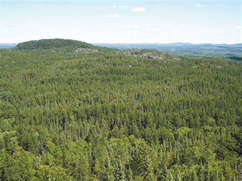 Photo 141 Wild Boreal Forest In Central Quebec Canada Download