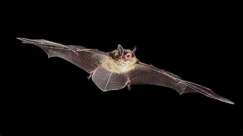 A Flying Little Brown Bat Needs To Eat About Half Its Body Weight In