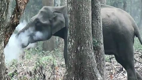 Smoke Breathing Elephant Caught On Camera Fox News