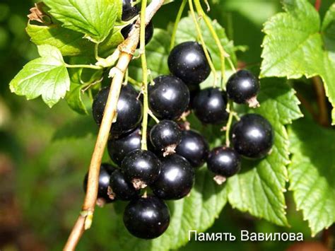 Мина может иметь следующие значения: Императрица смородина - Розовая смородина: 8 сортов ...