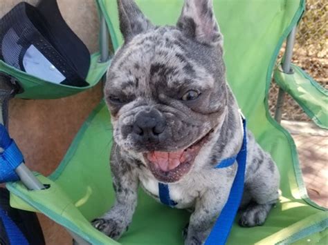 The french bulldog is a loving and affectionate dog breed that loves to play. French bulldog blue merle | Pets | San Diego CA | recycler.com