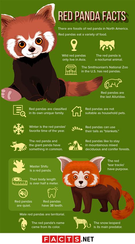 Fun Facts About Red Pandas Short Best Games Walkthrough