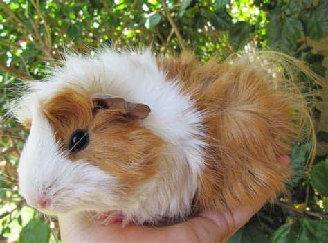 2 free guinea pigs with cages to good home. All Things Guinea Pig: More updates