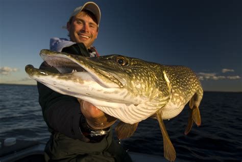 Northern Pike Fishing Trips In Ontario Canada