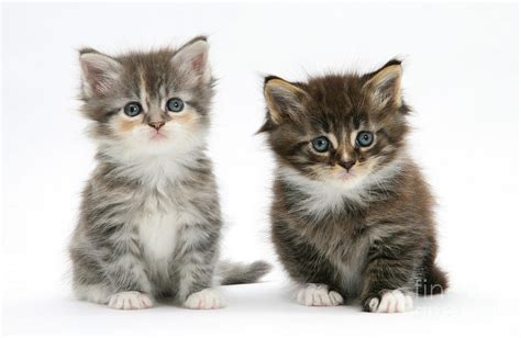 Two Tabby Kittens Photograph By Mark Taylor Fine Art America