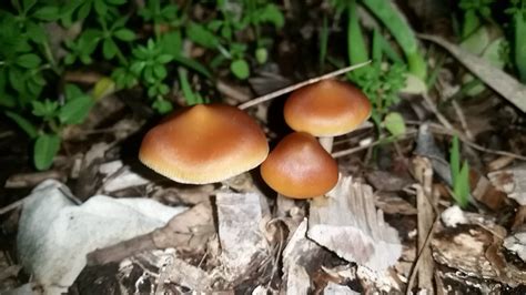 Need Help Identifying Shrooms I Live In South Texas Mushroom Hunting
