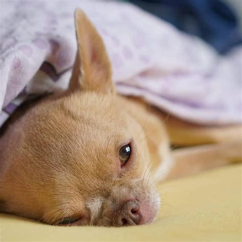 Sleeping Chi Baby Chihuahua Teacup Chihuahua Cute Puppies Dogs And
