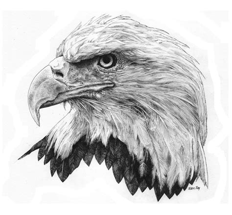Bald Eagle 14 X 11 Pen And Ink On Bristol Board By Eric Ray