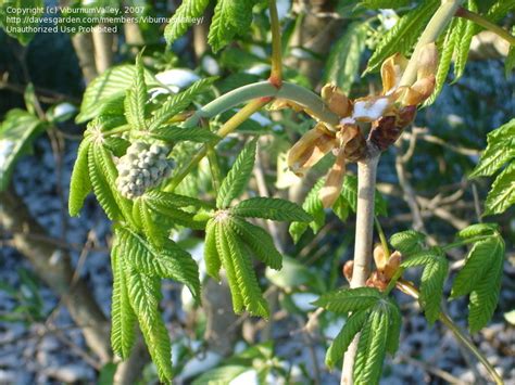 Plantfiles Pictures Aesculus Hybrid Bottlebrush Buckeye Red Horse