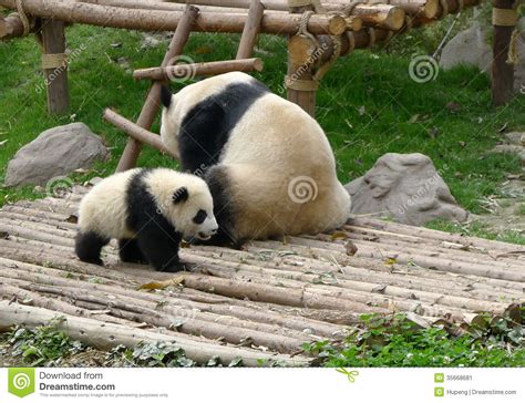 Baby Panda With Mother Stock Image Image 35668681