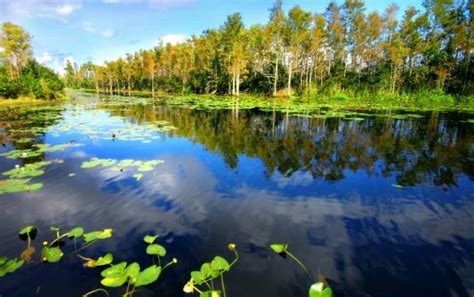 The best components and materials, exclusive designs and impeccable manufacturing. O Clima Da Amazônia - Floresta e Região | Meio Ambiente ...