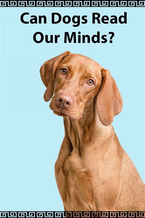 Can Dogs Read Our Minds They Understand More Than You Think Cute
